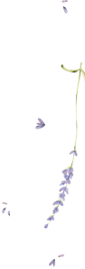 decoration