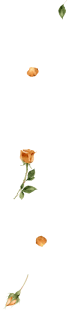 decoration
